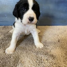 English Springer Spaniel Puppies from Hurds Hound Haven