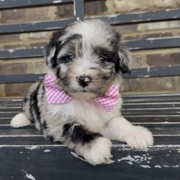 Basil - Blue merle male Aussiedoodle puppy in Cartersville, Georgia from Simply Blessed Doodles