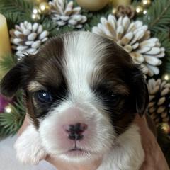 Tabitha - Black gold and white female Cavatzu puppy in Oklahoma from Rocky Oak Cavaliers & Biewer Terriers LLC