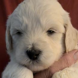 Goldendoodles from Lesher Goodwin Goldendoodles