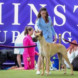 Glitter - Great Dane