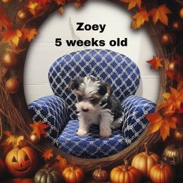 Lilac Parti girl - Parti female Yorkshire Terrier puppy in Inverness, Florida from Luvayorkie&more