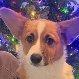 Badger - Pembroke Welsh Corgi puppy from CanaanCorgis