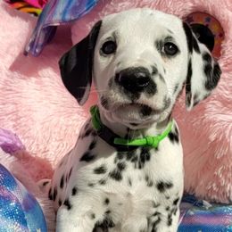 Dalmatian Puppies from Mid-Michigan Dalmatians