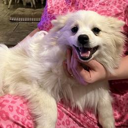 Terri - Cream female Pomeranian puppy in St. Louis, Missouri from Saint Louis Pomeranian babies