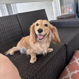Truly - Dachshund