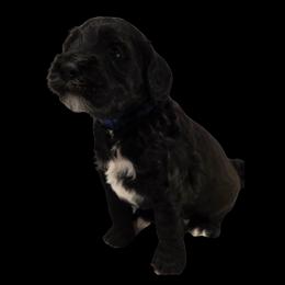 Juno - Black male Double Doodle puppy in Lynden, Washington from Cloud Nine Doodles