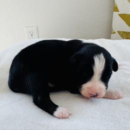 Romeo - Black tri-color male Australian Shepherd puppy in Zwingle, Iowa from Homestead Aussies & Doodles