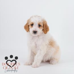 Miss Pink - Parti female Labradoodle puppy in Travelers Rest, South Carolina from Doodles of Love Labradoodles