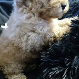 Aussiedoodle, Poodle, and Yorkipoo Puppies from Romano Juarez Puppies