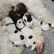 Double Doodle puppies from Cloud Nine Doodles
