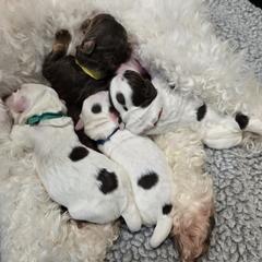 Double Doodle puppies from Cloud Nine Doodles