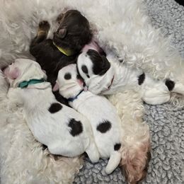 Double Doodle puppies from Cloud Nine Doodles