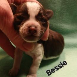 Bessie - Parti female Miniature Schnauzer puppy in Midland, Texas from Shebbies Puppy Palace