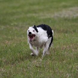 Border Collies from NxtLvl Border Collies
