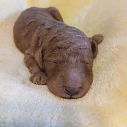 Blue - Apricot male Poodle puppy in Big Rapids, Michigan from Meeker's Ridge Standard Poodles