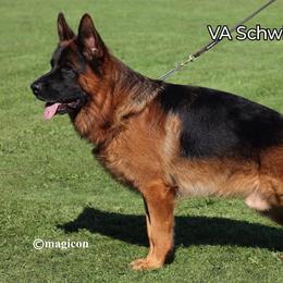 German Shepherd puppies from Aus Dem Meer German Shepherds