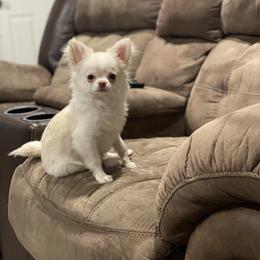 Chihuahua Puppies from TipTop Chihuahuas