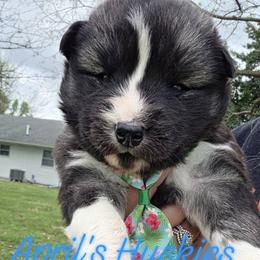 Dark blue boy - Agouti and white male Siberian Husky puppy in Terre Haute, Indiana from April's Huskies