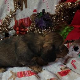 Dachshund Puppies from CLARK'S BREEDING PROGRAM