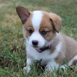 Pembroke Welsh Corgi Puppies from Fire Sweep Ranch