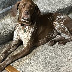 Rose - Braque Francais Pyrenean