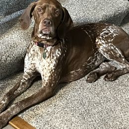 Rose - Braque Francais Pyrenean