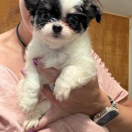 Brody - Black and white male Chihuahua puppy in New Bedford, Massachusetts from Roark Pack Chihuahua's & Pomsky's