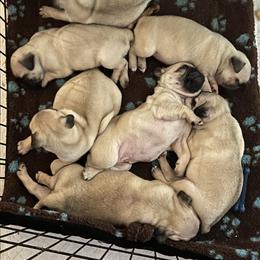 Pug Puppies from Pam’s Perfect Pugs