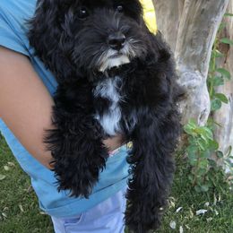 Cavalier King Charles Spaniel and Cavapoo Puppies from VITPOM PUPPIES