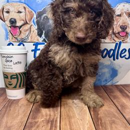 Pumpkin spice latte - Chocolate male Labradoodle puppy in Kingston, Georgia from CC Familydoodles