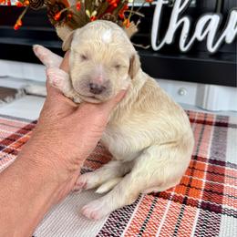 Grace - Apricot female Pyredoodle puppy in Bowling Green, Ohio from FDF Pyredoodles & Bernedoodles