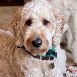 Guinness - Goldendoodle