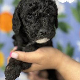 Cocker Spaniel and Poodle Puppies from K & M Home Kennels