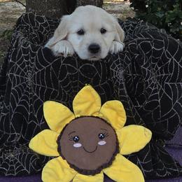 Girl 2 - Golden female Golden Retriever puppy in Milton, Florida from Katherine's Golden Retrievers and Gordon Setters.