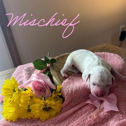 Mischief - White and black female Dalmatian puppy in Mount Vernon, Missouri from Spots & Spirals