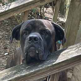 Brutus - Cane Corso