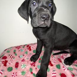 Sally - Black female Great Dane puppy in Spartanburg, South Carolina from Pawlmetto Danes