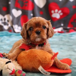 Boy 1 - Cavalier King Charles Spaniel puppy in Brookings, South Dakota from Precious Pooches Cavalier King Charles Spaniels