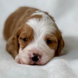 Dustin-Orange collar boy - Red male Bernedoodle puppy in Colorado Springs, Colorado from Mercy Mountain Bernedoodles