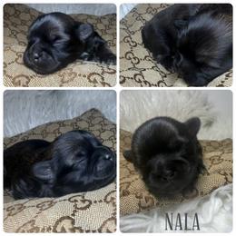 Nala - Brindle female Shih Tzu puppy in Coolidge, Arizona from Shih Tzu’s  ‘N’ Love