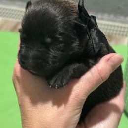Girl 1 - female Belgian Malinois puppy in Orange, Texas from Tactimal K9 Kennels