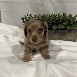 Knox - Dapple male Dachshund puppy in Stilwell, Oklahoma from B & K Dachshunds