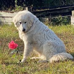 Anatolian Pyrenees from Melody Acres Farm