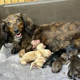 Pearl - Dachshund