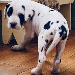 Hsrl Boy 1 - Harlequin male Great Dane puppy in Golconda, Illinois from Breken Great Danes