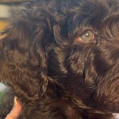 Mater - Chocolate Double Doodle puppy in Peoria, Arizona from Sonoran Doodles