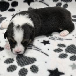 ARLO - Black and tan male Pembroke Welsh Corgi puppy in Walker, Iowa from Double K Corgis