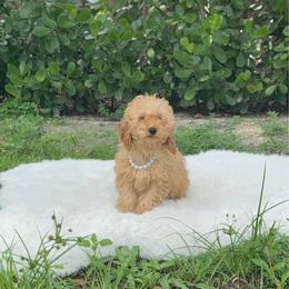 Bambi - Apricot male Poodle puppy in Florida from Puppies Forever 💙❤️🐶