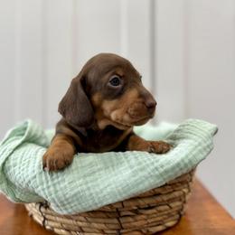 Gaia AKC - Chocolate and tan female Dachshund puppy in Orlando, Florida from Metro Doxies of Orlando